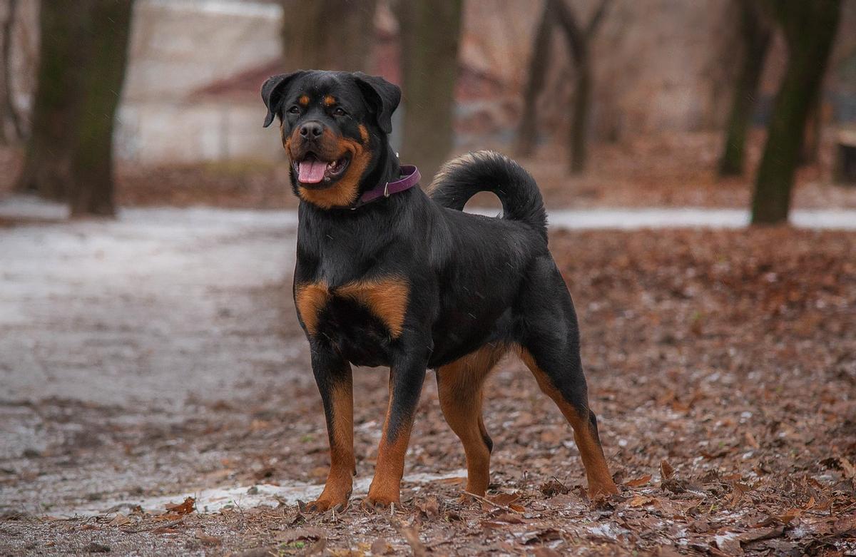 Rottweiler: una de las razas de perros más exclusivas