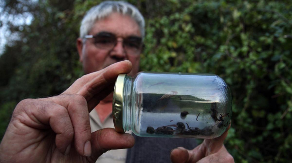 Esta especie de avispa procedente del continente asiático ataca a las colmenas de abejas europeas.