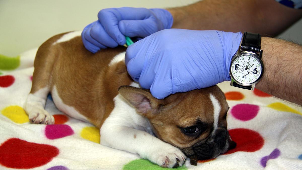 La figura del veterinari és imprescindible per a la cura de les mascotes.