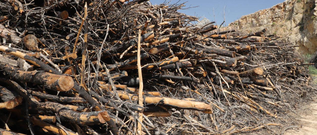 Cómo emplearán los árboles quemados en Gandia para luchar contra el cambio climático