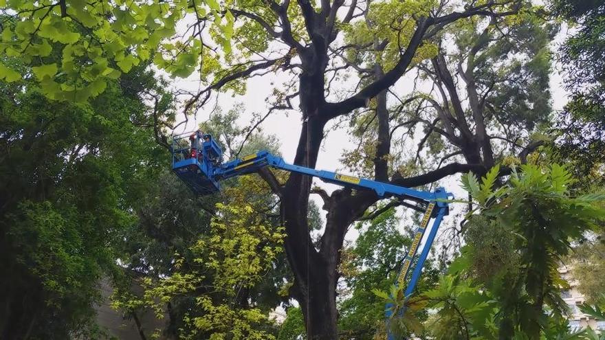 Tareas de mantenimiento en uno de los árboles monumentales del Botánico