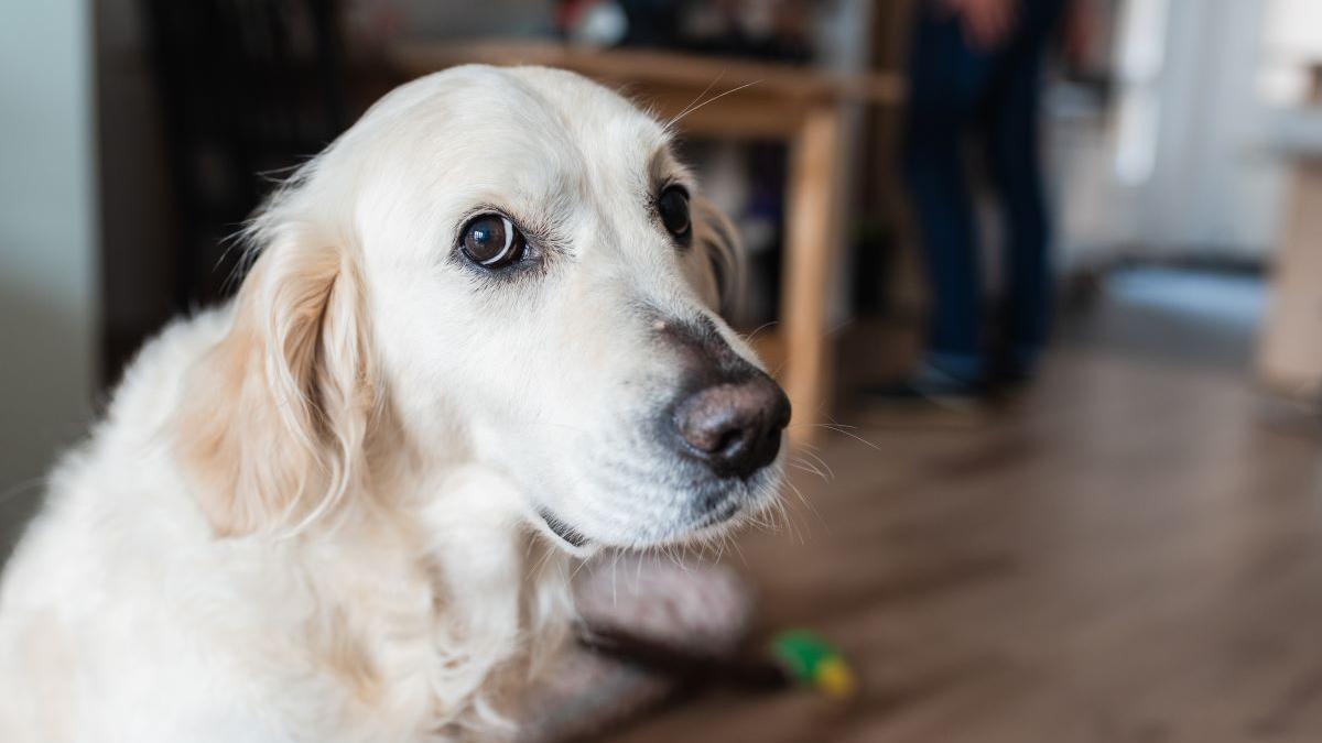 Un perro mira fijamente a la cámara.