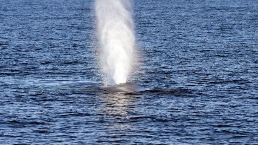 Una ballena azul de 24 metros se pasea por las Rías Baixas