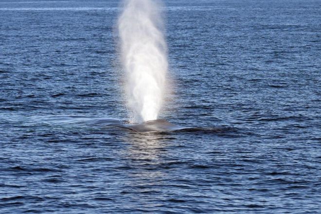 Una ballena azul de 24 metros se pasea por las Rías Baixas