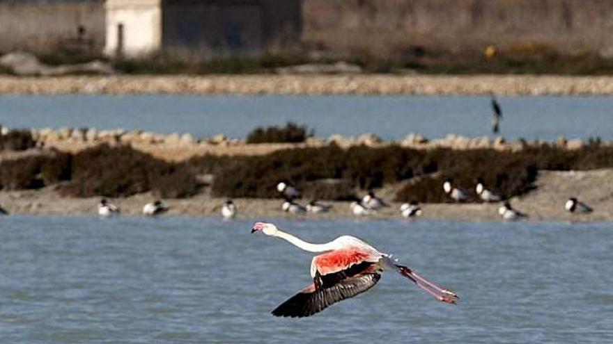 Un flamenco sobrevuela por las salinas de Santa Pola, una de las 22 ZEPA´s alicantinas