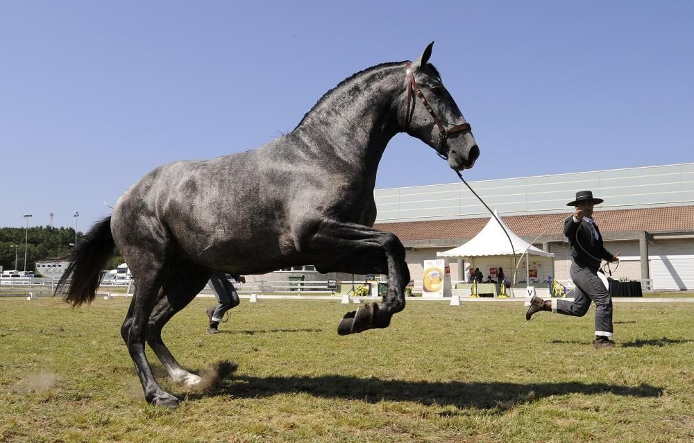 Los caballos salen a la pista en Silleda