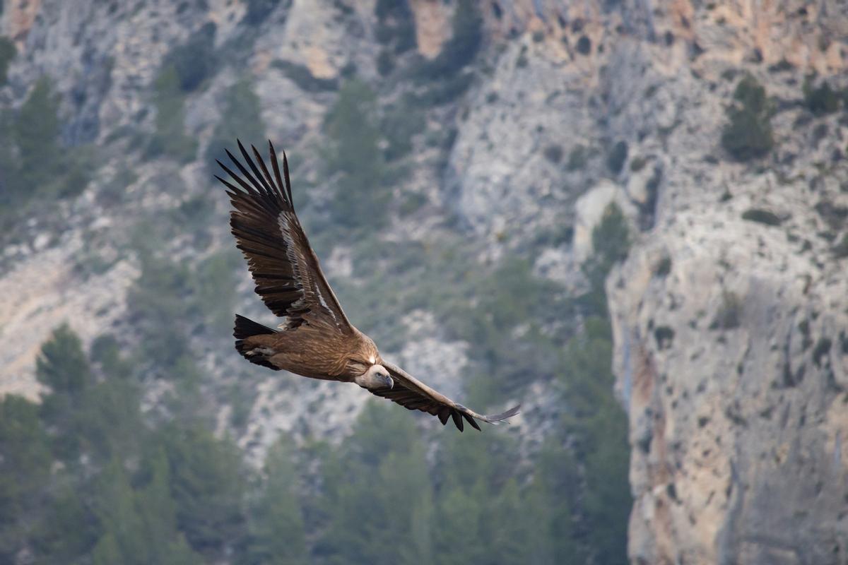 Barranc del Cint, Alcoy