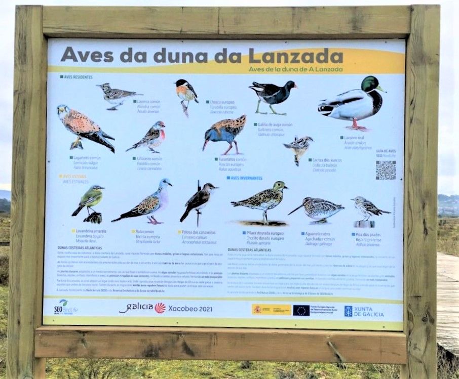 Algunas de las aves que pueden observarse en A Lanzada.
