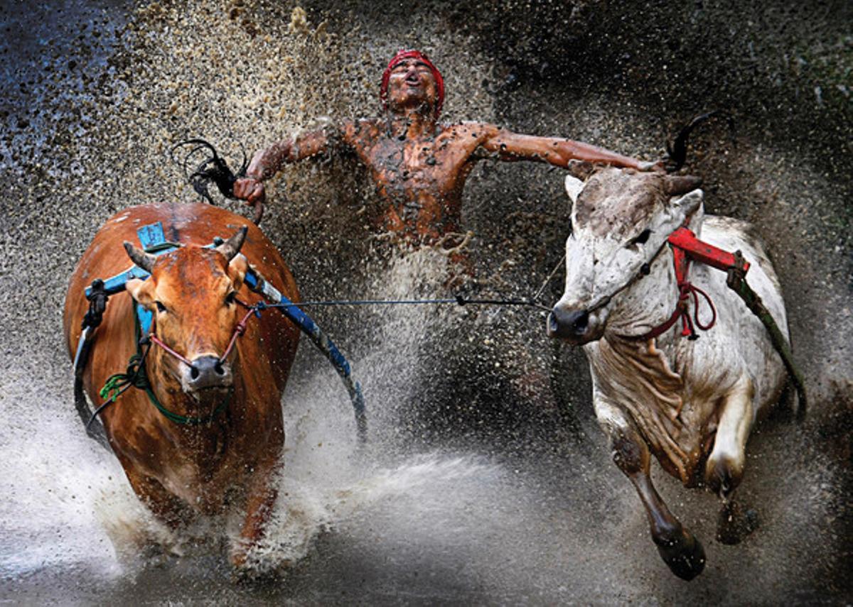 Imatge guanyadora del primer premi de foto en acció de World Press Photo. A la instantània, un genet va enmig de dos toros mentre els agafa la cua, una competència tradicional a Indonèsia.