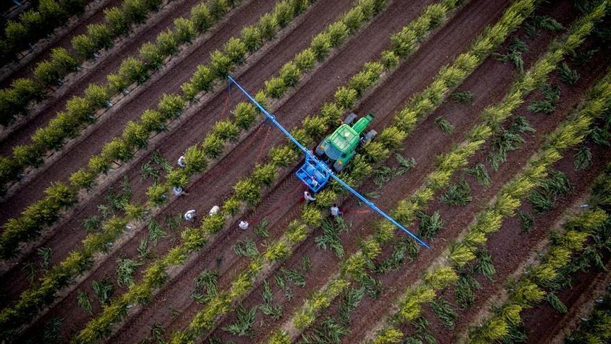 Asaja reclama a la UE un control fitosanitario efectivo