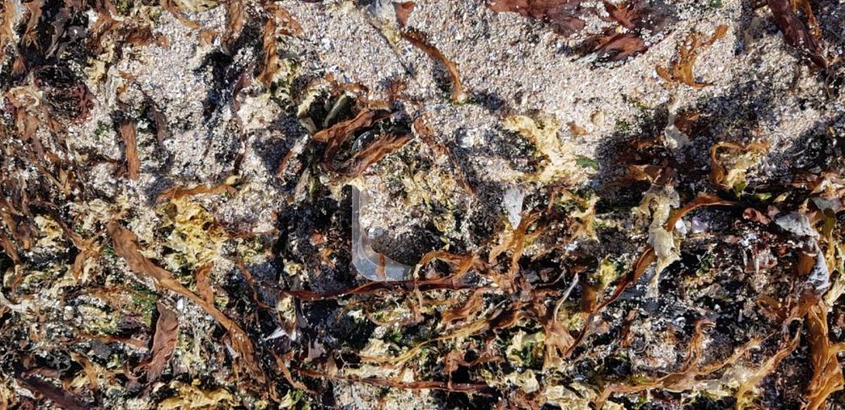 Eliminación de basura marina en Sálvora.
