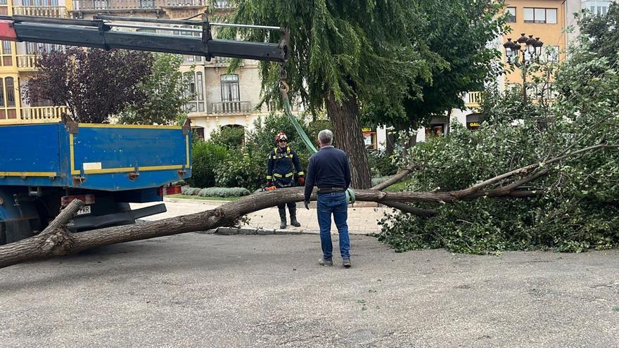 El viento obliga a retirar árboles en Toro por el riesgo de desplome