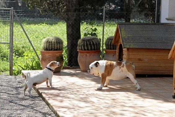 Seit über 30 Jahren betreibt Josefi na Vivancos in Pollença ein Hundeasyl. Zum Tierschutz kam die Mallorquinerin eher zufällig. Heute lebt sie mit 40 Hunden auf einer Finca und hat Hunderten von Vier