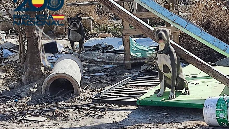 Desmantelan una plantación de marihuana en Orihuela custodiada por dos perros de raza peligrosa en situación de maltrato