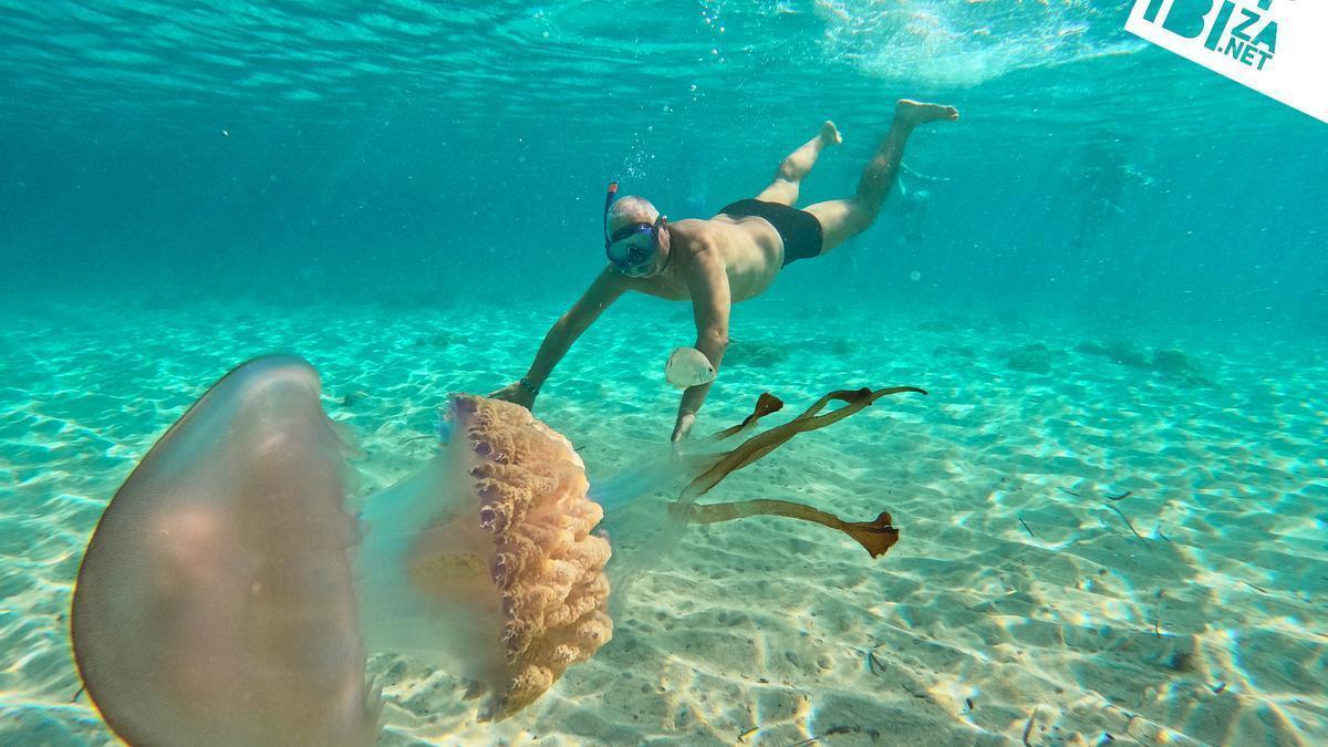 Un grupo de turistas se topa con medusas de 40kg en Ibiza y se baña con ellas.