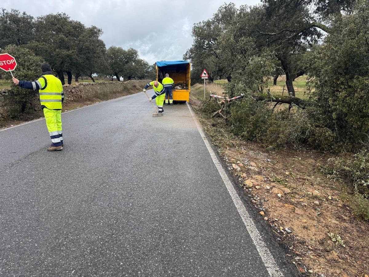 Personal del servicio de Carreteras de la Diputación retira una rama de la CO--6102.