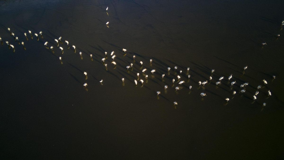 Fotografía que muestra aves en un humedal en la zona de Bajamar, el 31 de enero de 2025 en el Pacífico Central de Costa Rica.