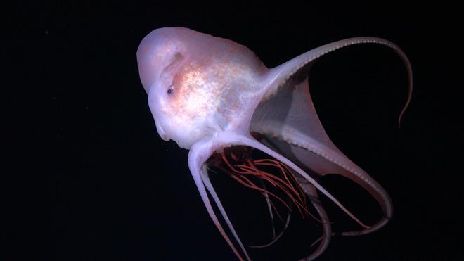 Confeti en la oscuridad: el oceanográfico vigués «Falkor Too» vuelve a hacer magia en el océano