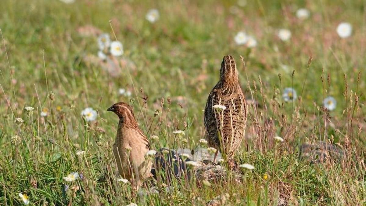 Codornices en el campo