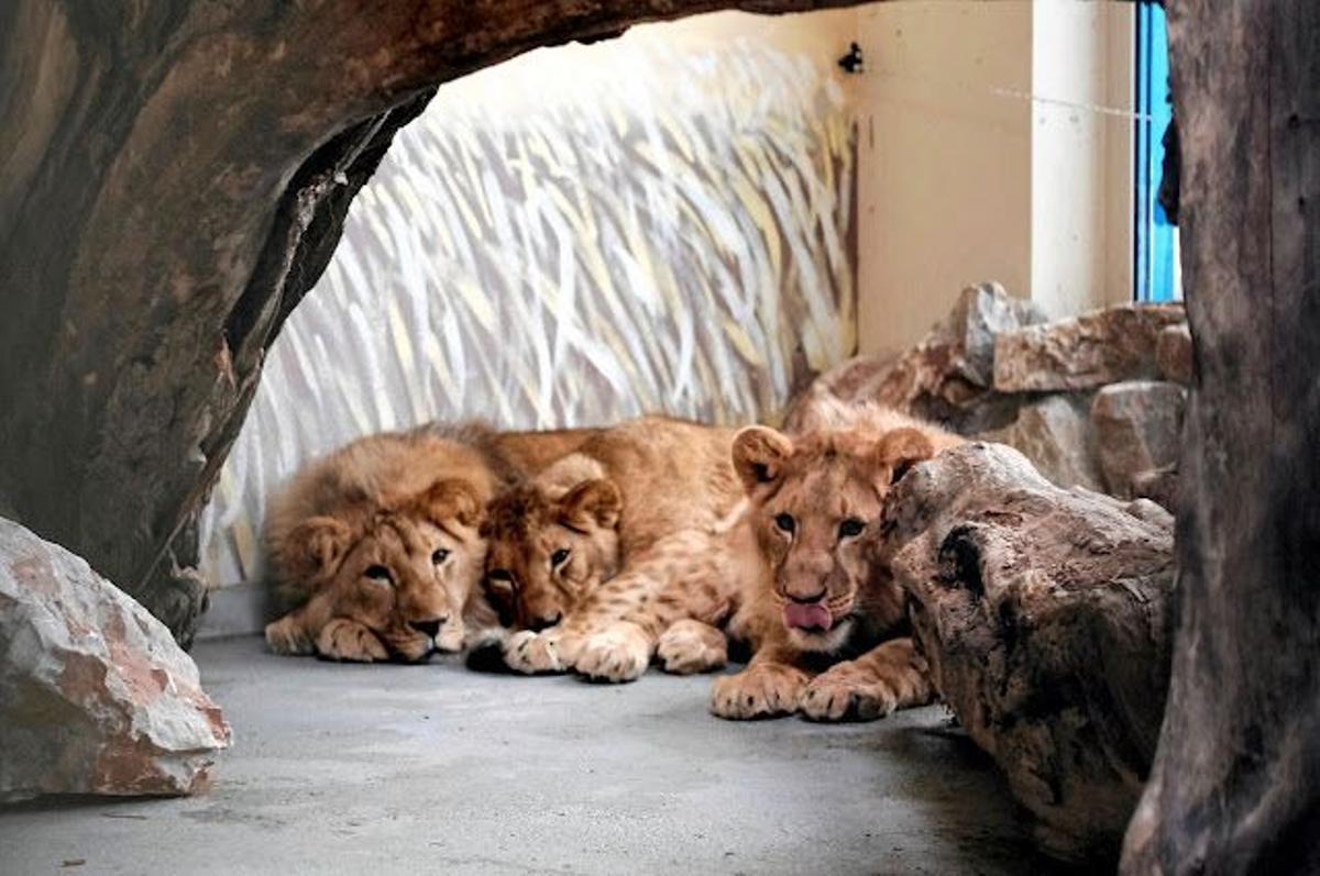 Leones rescatados del zoo de Kiev