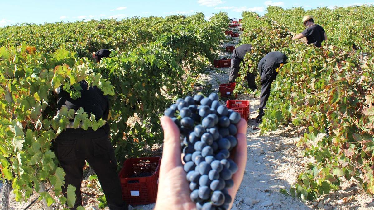 Desde sus comienzos, Bodegas Bocopa ha trabajado para mejorar su calidad y lograr la excelencia.