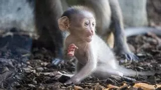 Los BIOdías invitan a descubrir Bioparc Valencia con todas las entradas a precio infantil
