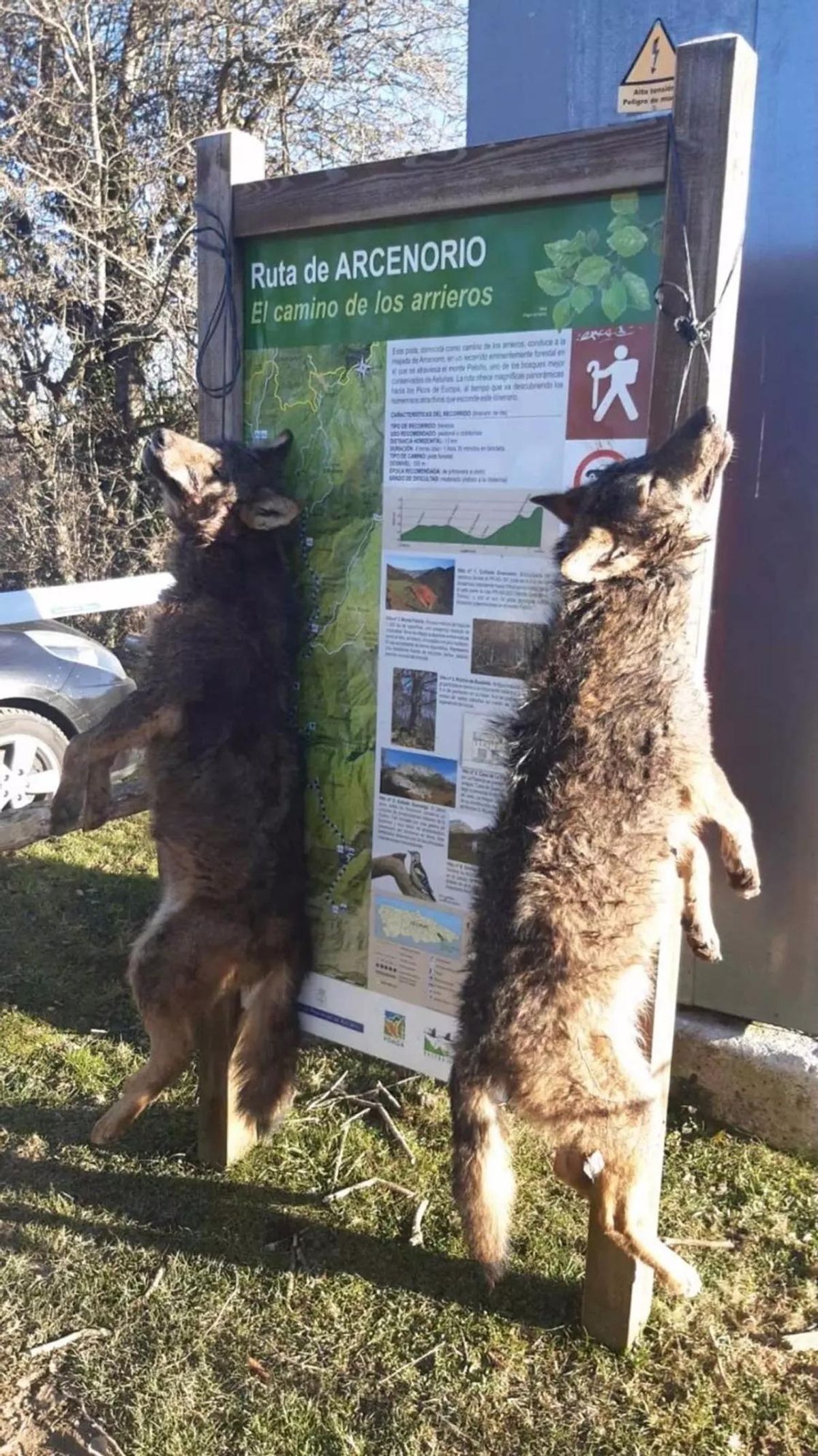 Dos lobos muertos a tiros y colgados de un cartel en Ponga (Asturias).