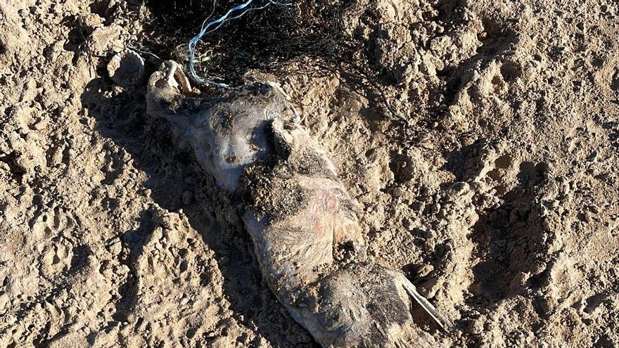 El cadáver del gato hallado en Panxón.