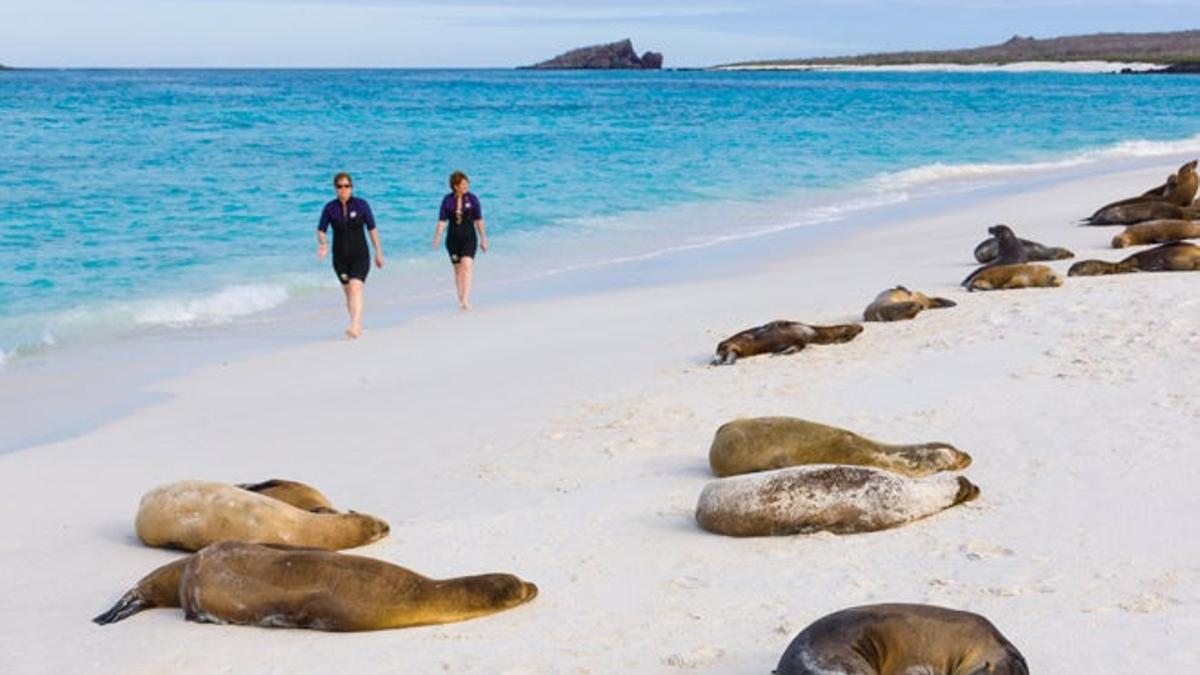 Lobos marinos en la isla Española