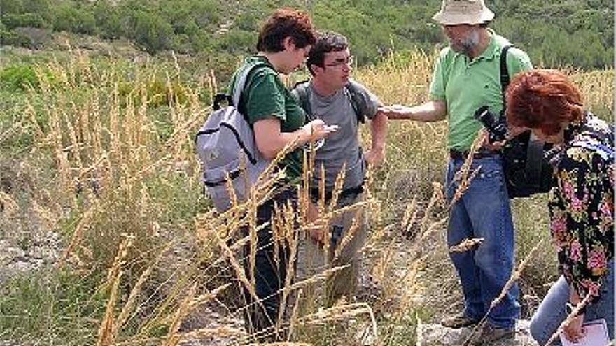 Una nueva técnica de germinación salva el altramuz autóctono amenazado