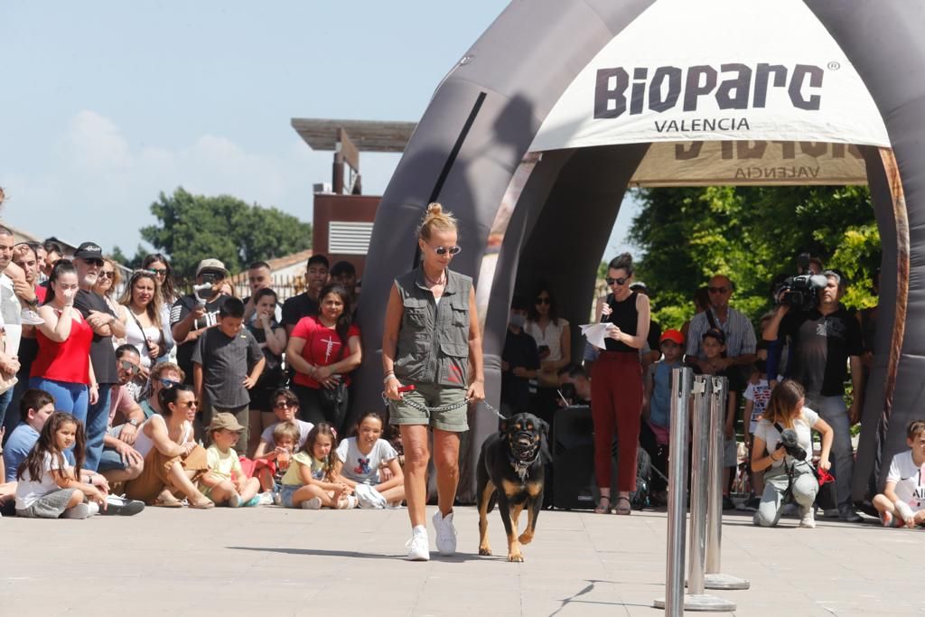 Pasarela de perros de adopción en Bioparc