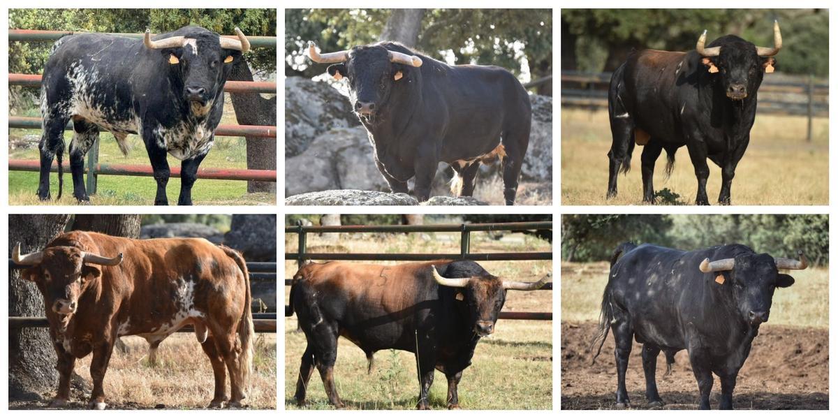 Estos son los seis toros de La Campana que protagonizarán el encierro de cerriles del sábado, 5 de septiembre.