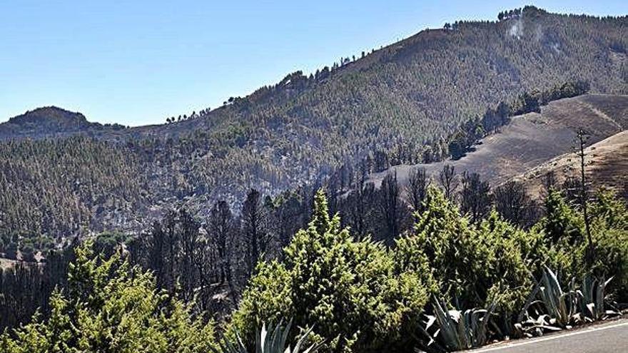 Vista de pinares, con un foco de humo en la zona alta.