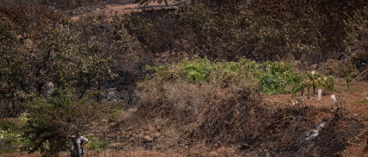 Un agricultor afectado por el incendio de Puntagorda revisa el estado de su finca.