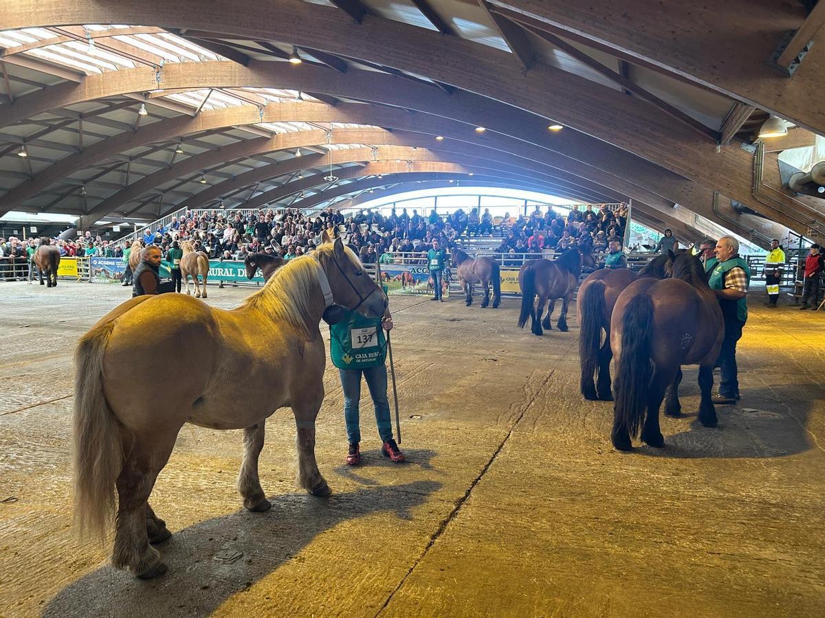 EN IMÁGENES: Concurso de Ganado Equino de la Montaña Asturiana en Pola de Siero EN IMÁGENES: Concurso de Ganado Equino de la Montaña Asturiana en Pola de Siero