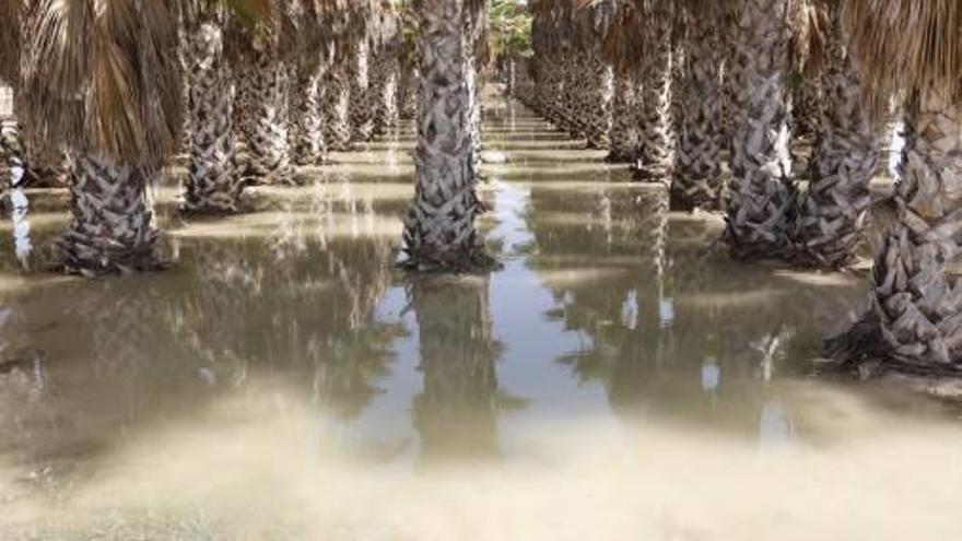 Palmeras de la zona con abundante agua tras la avería.