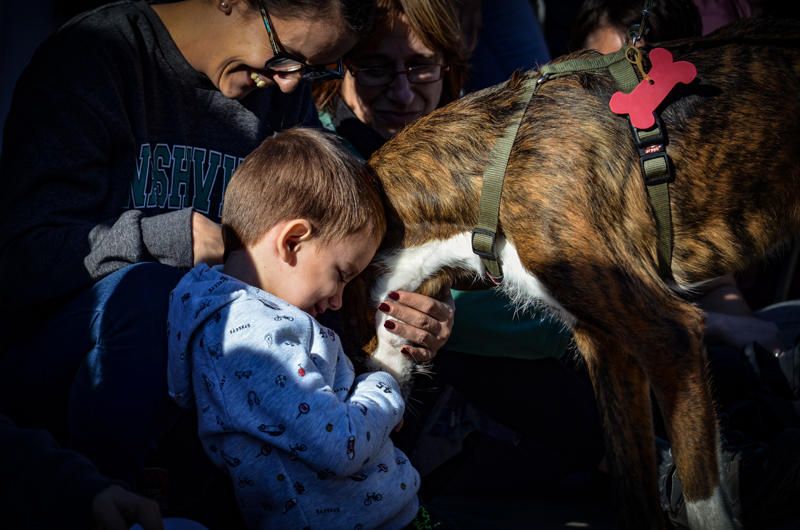 Fundación Bioparc y AUPA celebran el 15º Desfiles de perros abandonados