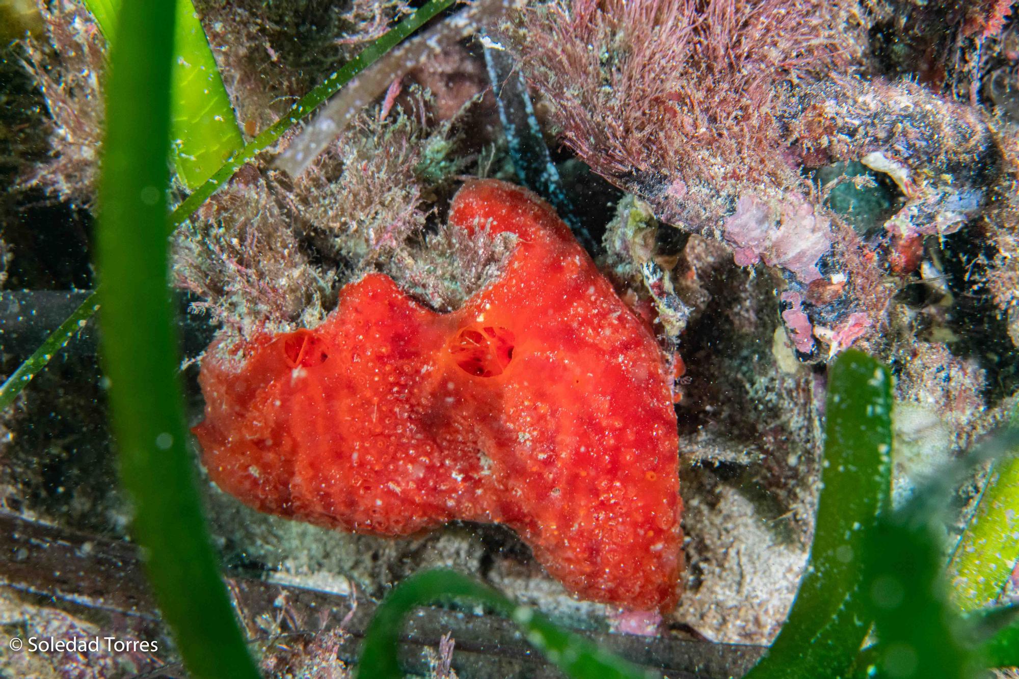 Galería de imágenes de la posidonia de la bahía de Talamanca