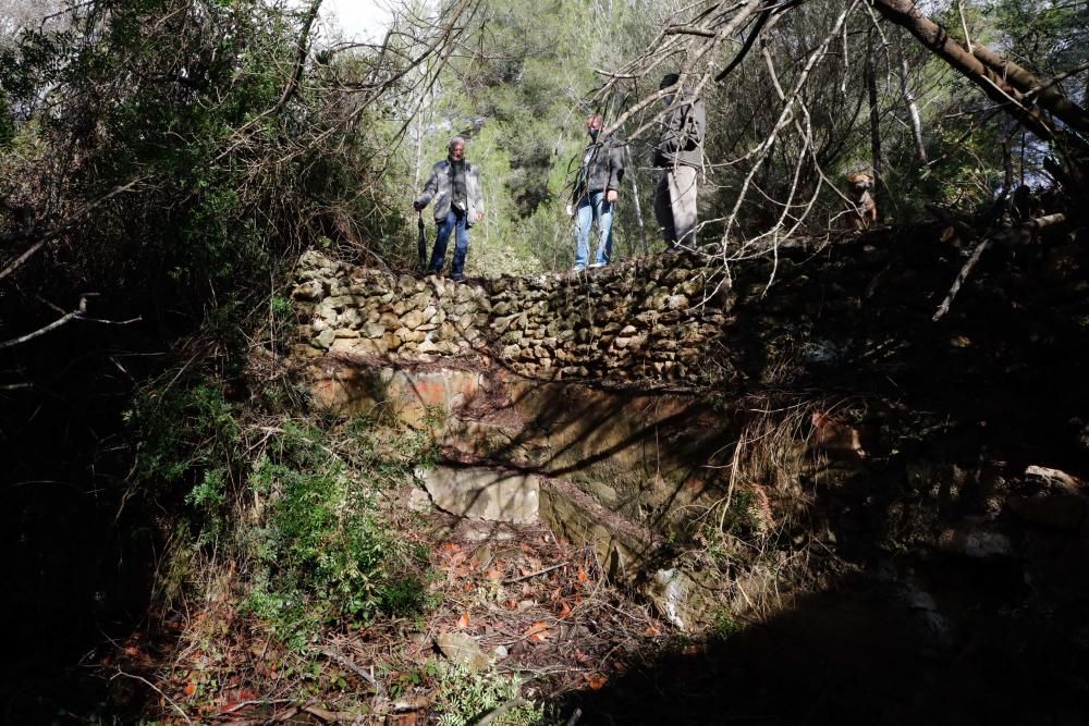 La fuente que alimentaba el canal de Fruitera y los huertos cercanos a Santa Gertrudis vuelve a estar a la vista