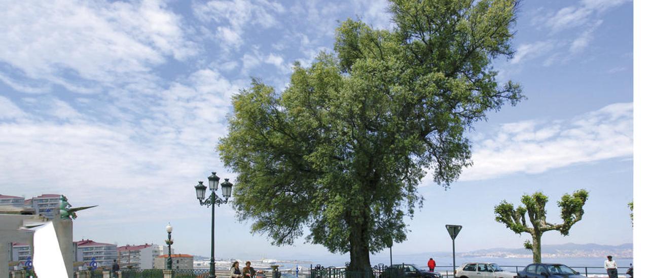 Olivo del Paseo de Alfonso XII, en Vigo