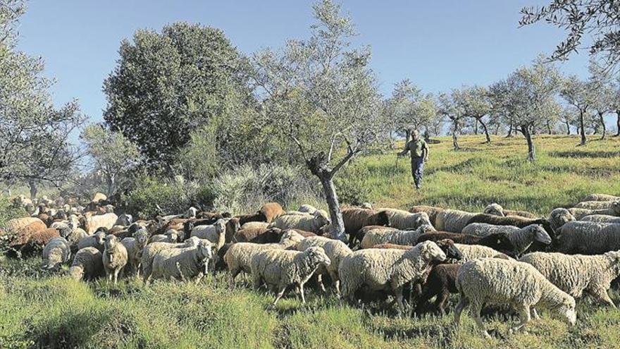 Pastores para prevenir los incendios