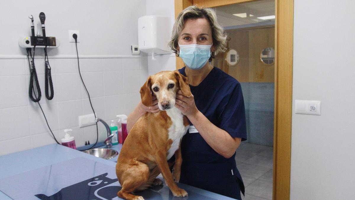 Elena Diéguez con un perro en la clínica AniCura Abros, en Pereiro de Aguiar. //IÑAKI OSORIO