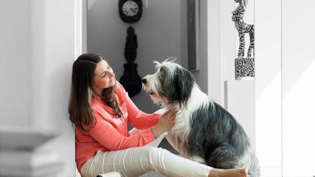Perro de terapia.