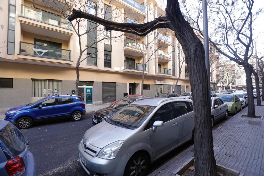 Ramas caídas en la calle Josep Oleza de Palma