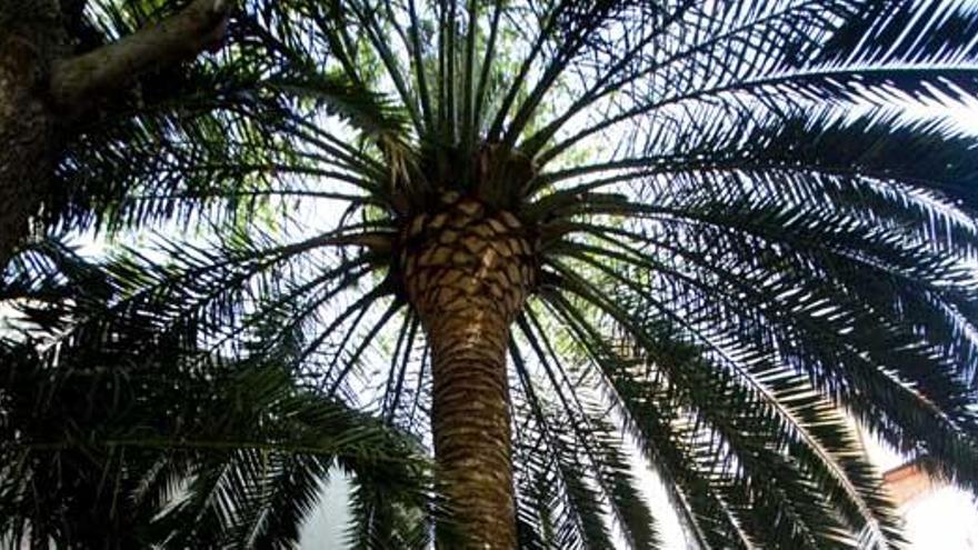Una monografía del Jardí Botànic cifra en 335 las palmeras de hasta 80 especies