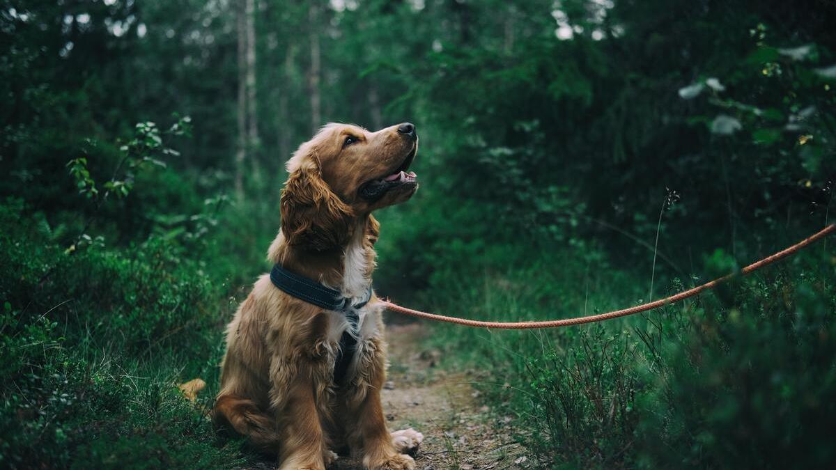 El nuevo certificado que será obligatorio para identificar a tu mascota