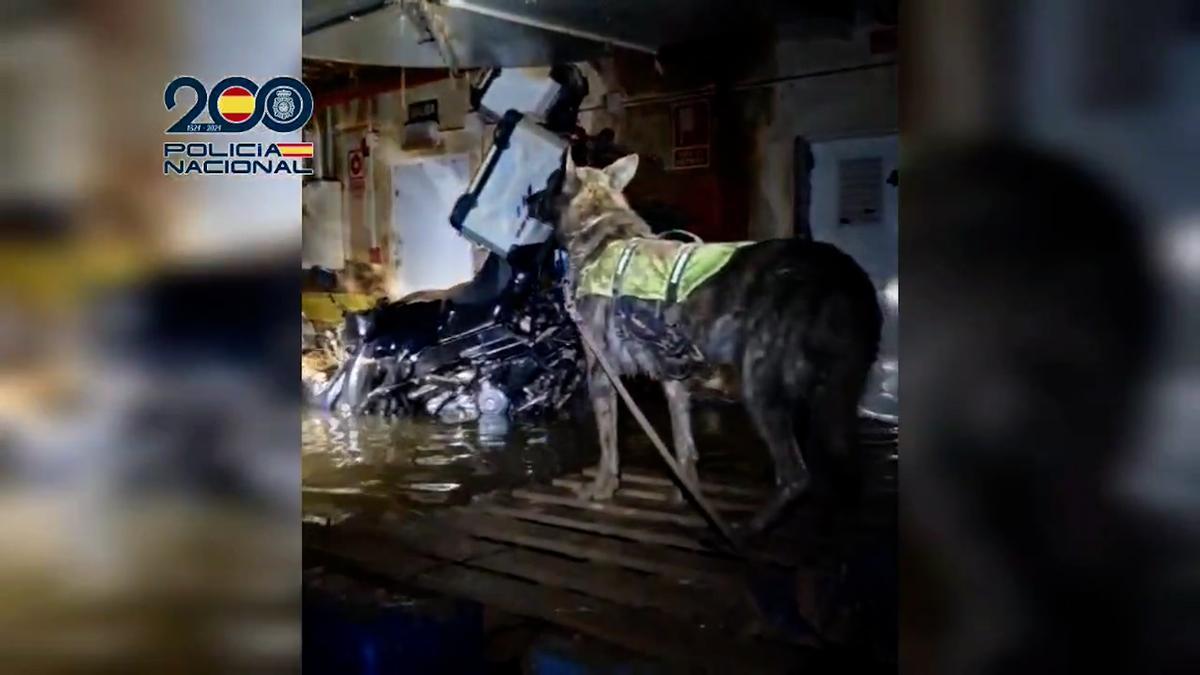 perros policía