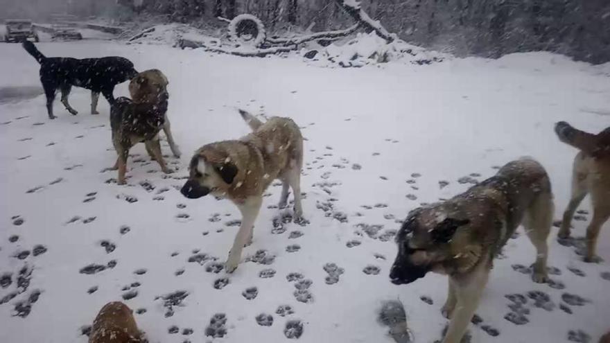 Los perros disfrutan de la nieve en Sanabria