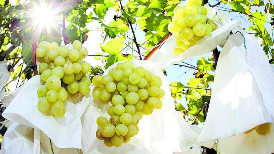 Esta uva alicantinase caracteriza porel embolsado.