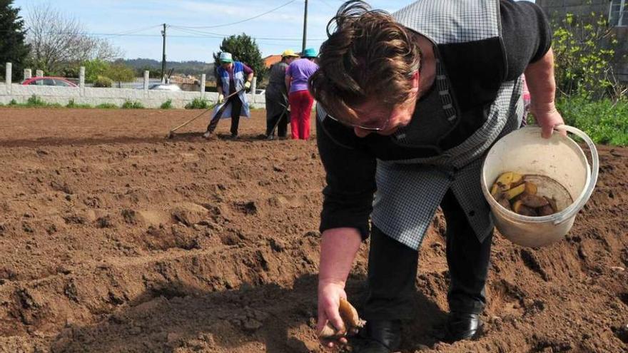 Plantación de patatas en una finca de O Salnés, cultivada con fines solidarios // Iñaki Abella